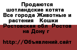 Продаются шотландские котята - Все города Животные и растения » Кошки   . Ростовская обл.,Ростов-на-Дону г.